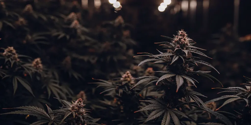 Cannabis Plants in a Dark Indoor Grow Room