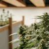 Cannabis Plants in Flowering Stage