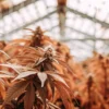 Cannabis Plants in a Greenhouse Under Warm Light