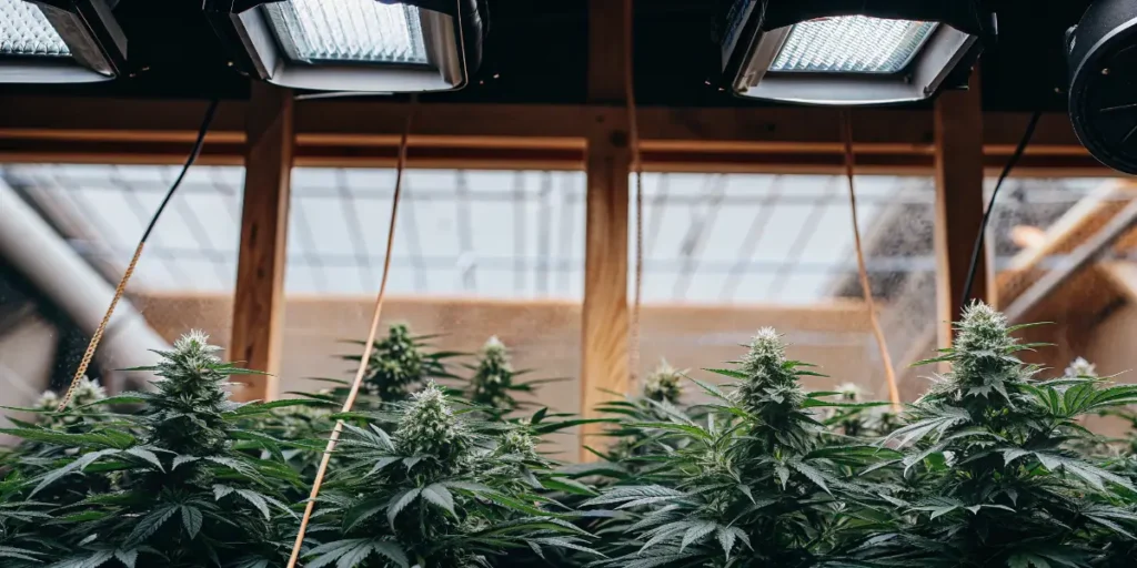 Cannabis Plants Under Grow Lights in a Greenhouse