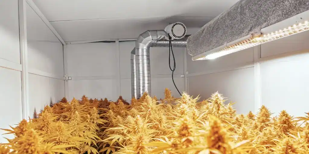 Cannabis Plants Under LED Grow Lights