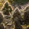 Close-Up of Mature Outdoor Cannabis Buds in Sunlight