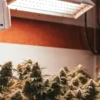 CO2 Enrichment in a Cannabis Grow Room