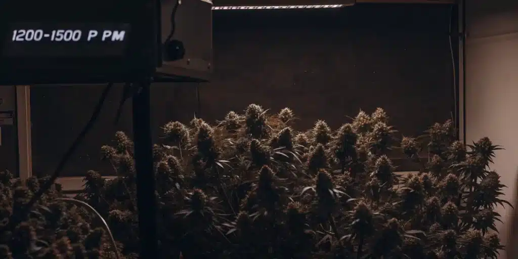 CO2 Levels in a Cannabis Grow Room