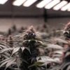 Dark Cannabis Plants in the Flowering Stage