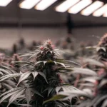 Dark Cannabis Plants in the Flowering Stage