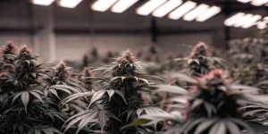 Dark Cannabis Plants in the Flowering Stage