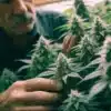 Experienced Cannabis Grower Inspecting Mature Plants