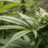 Healthy Cannabis Plant in the Flowering Stage