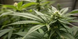 Healthy Cannabis Plant in the Flowering Stage