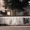 Hydroponic Cannabis Plant with Exposed Roots