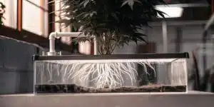 Hydroponic Cannabis Plant with Exposed Roots