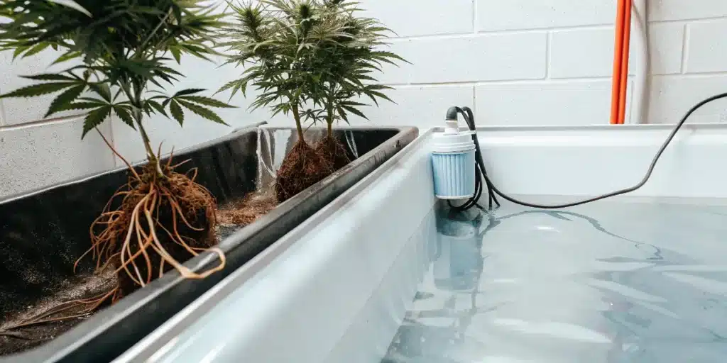 Hydroponic Cannabis Roots and Water Reservoir