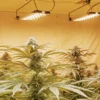 Indoor Cannabis Grow Room with Flowering Plants