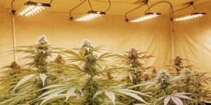 Indoor Cannabis Grow Room with Flowering Plants