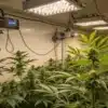 Indoor Cannabis Grow Room With LED Lights