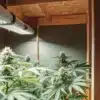ndoor Cannabis Grow Room With Ventilation Duct