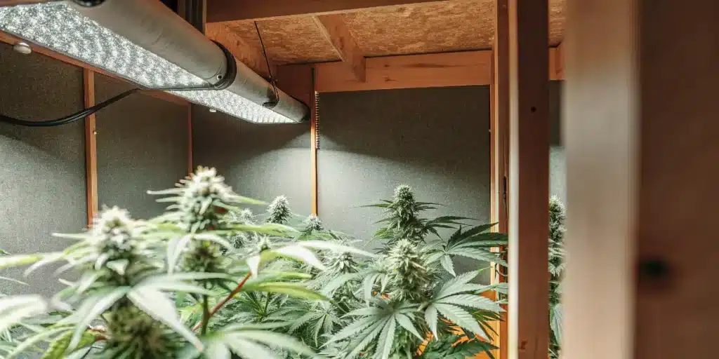 ndoor Cannabis Grow Room With Ventilation Duct