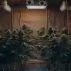 Indoor Cannabis Grow Room With Ventilation System