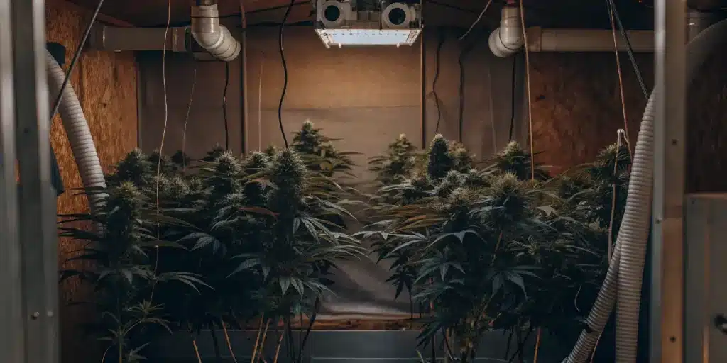 Indoor Cannabis Grow Room With Ventilation System