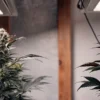 Indoor Cannabis Plants Under LED Grow Lights