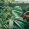 Inspecting a Cannabis Plant with a Magnifying Glass