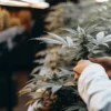 Inspecting Cannabis Plants During Flowering