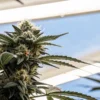 Mature Cannabis Bud Under Natural Light