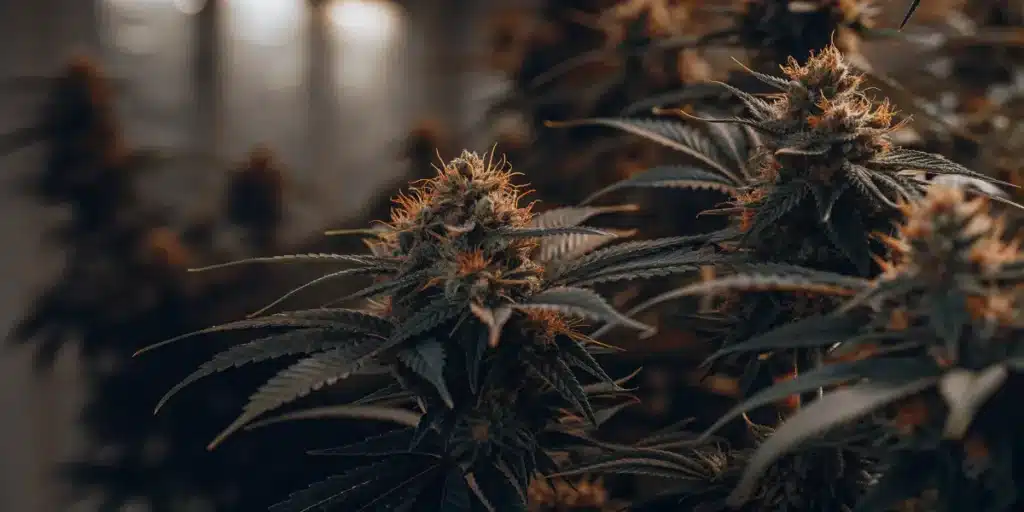 Mature Cannabis Flowers in Bloom