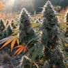 Mature Outdoor Cannabis Plants in Autumn Light