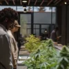 Modern Cannabis Dispensary with Customers