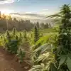 Outdoor Cannabis Farm at Sunset