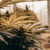 Outdoor Cannabis Plants in Sunlight