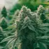 Premium Cannabis Bud Covered in Trichomes