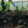 Rich Living Soil for Cannabis Plants
