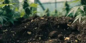 Rich Living Soil for Cannabis Plants