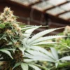 Sour Cannabis Strain in Flower