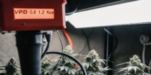VPD Control in an Indoor Cannabis Grow