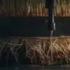 Wick Hydroponic System with Exposed Roots