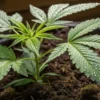 Young Cannabis Plant with Healthy Leaves