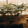 Young Cannabis Plants Growing in Soil