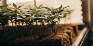 Young Cannabis Plants Growing in Soil