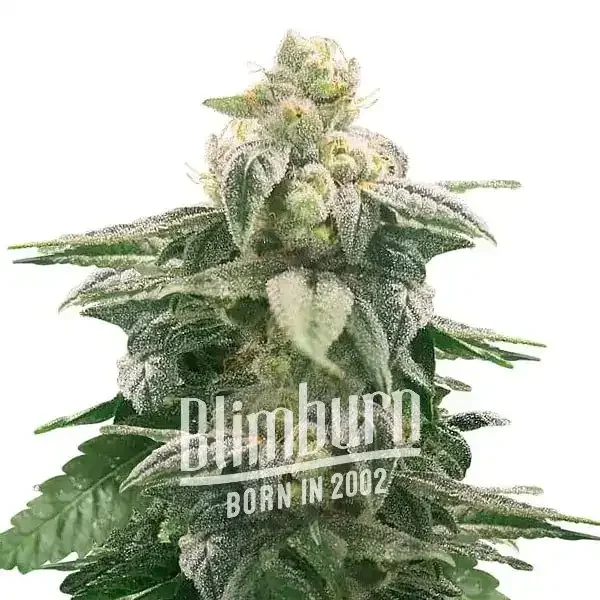 Amnesia_x_Nicole_Kush Amnesia_x_Nicole_Kush