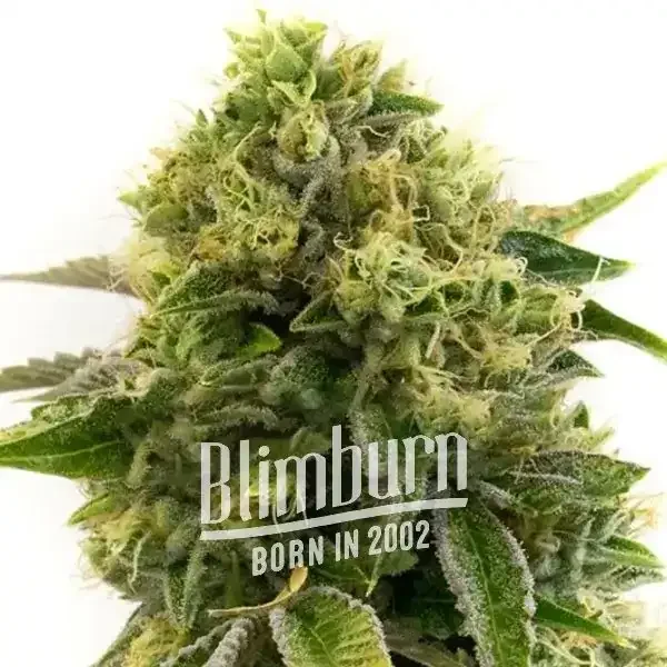 Black_Domina_x_Scotts_OG Black_Domina_x_Scotts_OG
