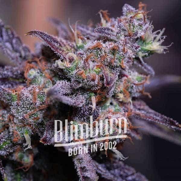 Blackberry Moonrocks Blackberry Moonrocks Marijuana Plant