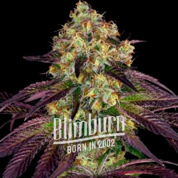 Blue Cookies Fast Version Buy Cannabis Seeds Free Shipping