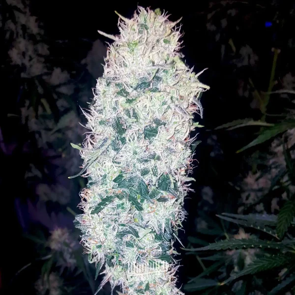 Blueberry Blueberry