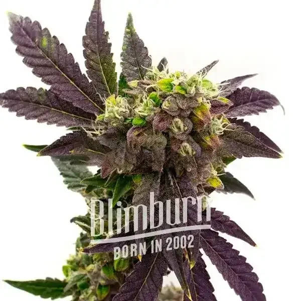 Blueberry_x_Big_Devil_AUTO Blueberry_x_Big_Devil_AUTO