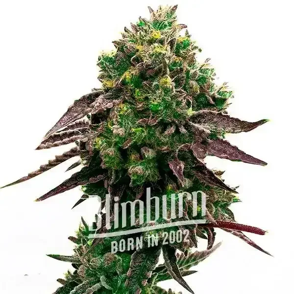 Blueberry_x_OG_Kush Blueberry_x_OG_Kush
