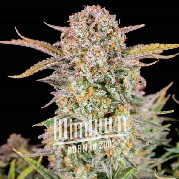 Bruce-Banner-x-Grapef-Regular Bruce-Banner-x-Grapef-Regular